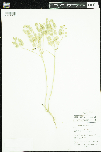 Thlaspi arvense image