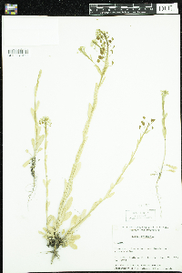 Thlaspi arvense image