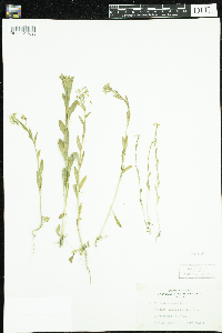 Thlaspi arvense image