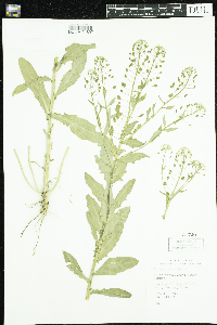Thlaspi arvense image
