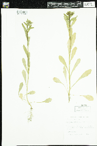 Thlaspi arvense image