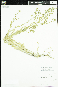 Thlaspi arvense image