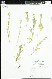 Thlaspi arvense image