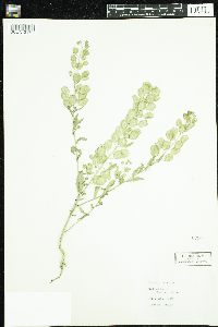 Thlaspi arvense image