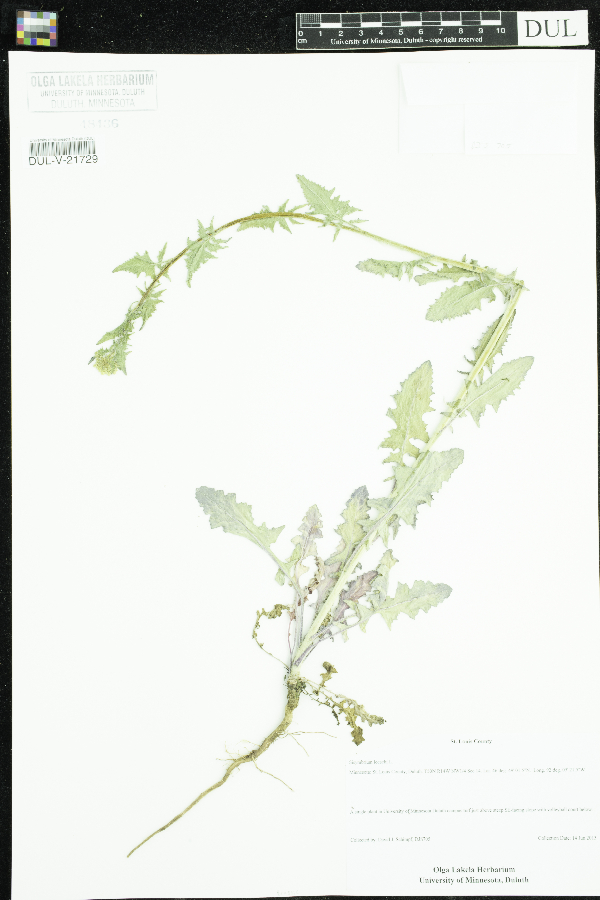 Sisymbrium loeselii image