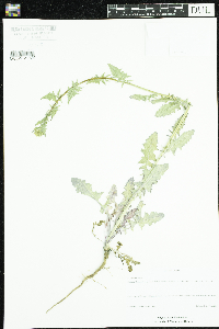 Image Associated With the Occurrence