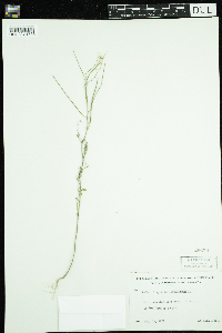 Sisymbrium altissimum image