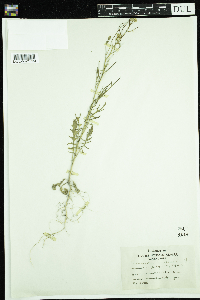 Sisymbrium altissimum image