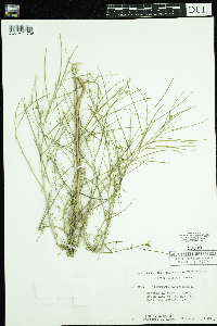 Sisymbrium altissimum image