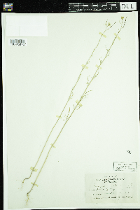 Sisymbrium altissimum image