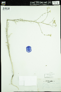 Sisymbrium altissimum image