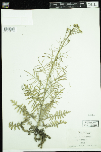 Sisymbrium altissimum image