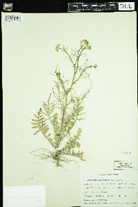 Sisymbrium altissimum image