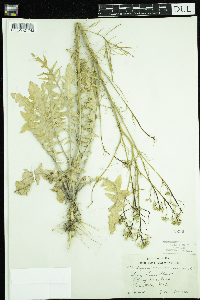 Sisymbrium altissimum image