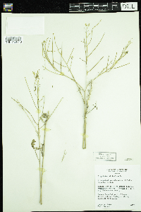 Sisymbrium altissimum image