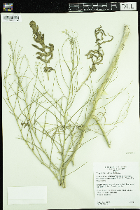 Sisymbrium altissimum image