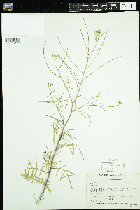 Sisymbrium altissimum image