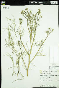Sisymbrium altissimum image