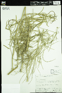 Sisymbrium altissimum image