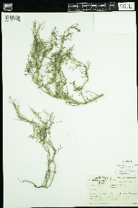 Sisymbrium altissimum image
