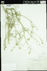 Sisymbrium altissimum image