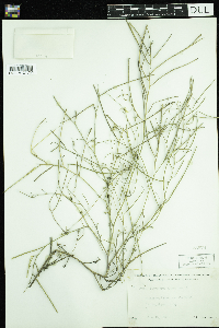 Sisymbrium altissimum image