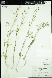 Sisymbrium altissimum image