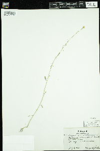Sisymbrium altissimum image