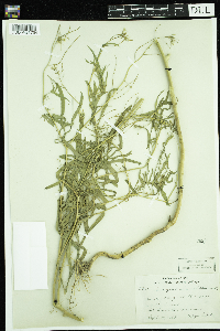 Sisymbrium altissimum image