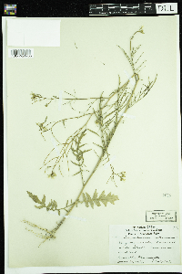 Sisymbrium altissimum image