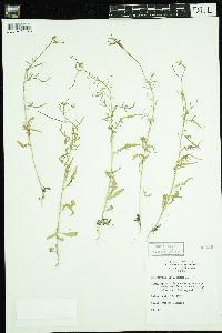 Sisymbrium altissimum image