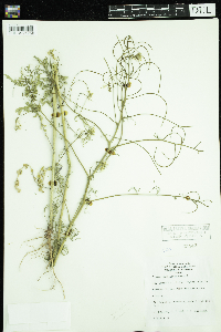 Sisymbrium altissimum image