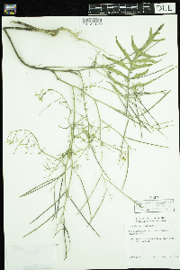 Sisymbrium altissimum image