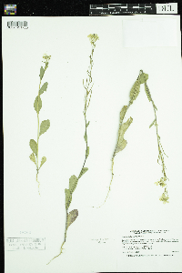 Image of Sinapis arvensis