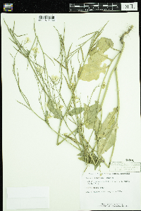 Sinapis arvensis image