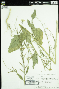 Sinapis arvensis image