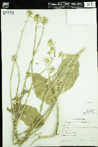 Sinapis arvensis image