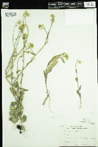 Sinapis arvensis image
