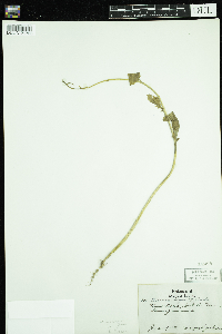 Sinapis arvensis image