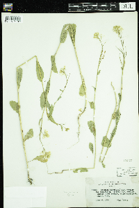 Sinapis arvensis image