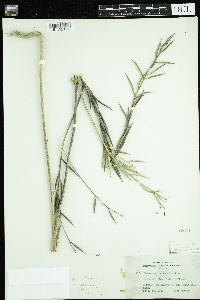 Sinapis arvensis image