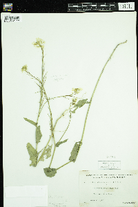 Sinapis arvensis image