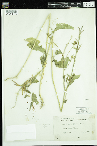 Sinapis arvensis image