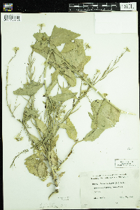 Sinapis arvensis image