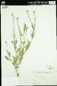 Sinapis arvensis image