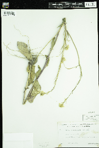 Sinapis arvensis image