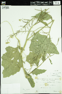 Sinapis arvensis image