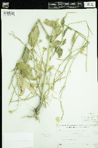 Sinapis arvensis image