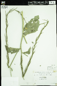 Sinapis arvensis image