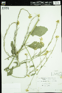 Sinapis arvensis image